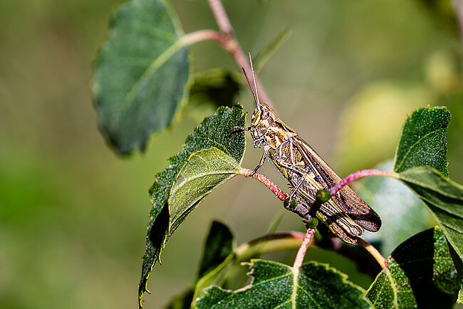 Field Grasshopper (Chorthippus brunneus)