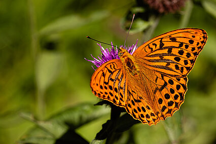 Silver-washed fritillary (Argynnis paphia)