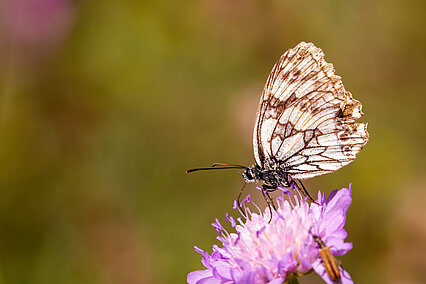 Marbled white (Melanargia galathea)