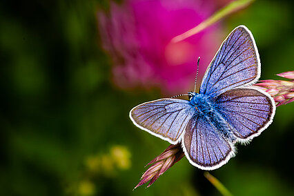 European common blue (Polyommatus icarus)