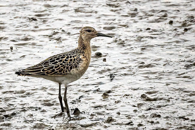 Ruff (Calidris pugnax)