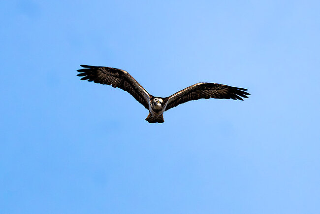 Osprey (Pandion haliaetus)