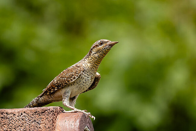 Eurasian wryneck (Jynx torquilla)