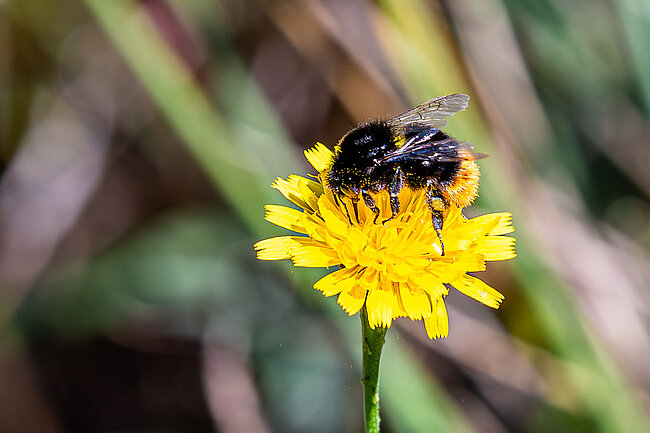 Red-tailed bumblebee (Bombus lapidarius)