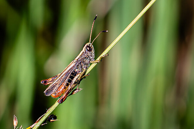 Rufous grasshopper (Gomphocerippus rufus)