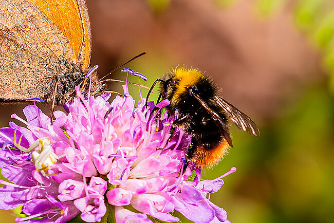 Early bumblebee (Bombus pratorum)