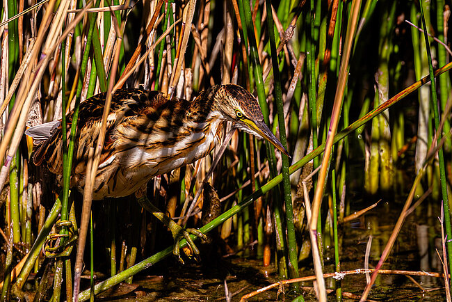Little bittern (Ixobrychus minutus)