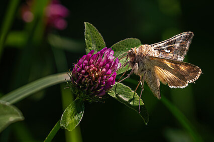 Silver Y (Autographa gamma)