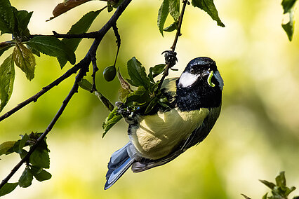 Kohlmeise (Parus major)