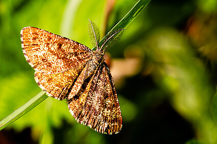 Common heath (Ematurga atomaria)