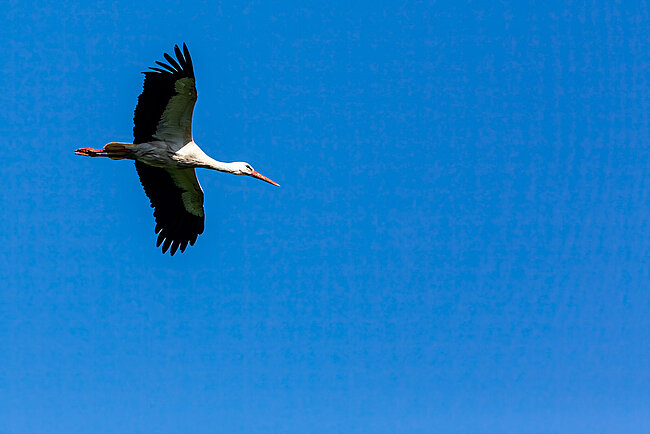 White stork (Ciconia ciconia)