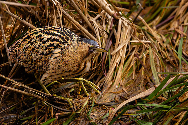 Eurasian bittern (Botaurus stellaris)