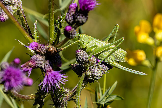 Great green bush-cricket (F, Tettigonia viridissima)