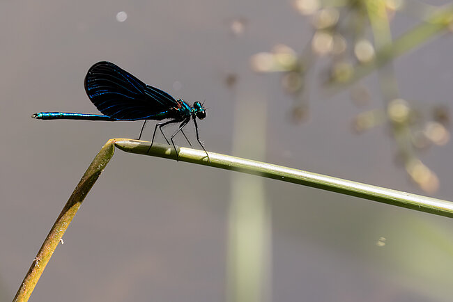 Blauflügel-Prachtlibelle (Calopteryx virgo)