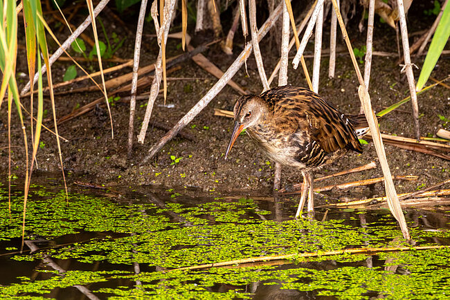 Water rail (Rallus aquaticus)