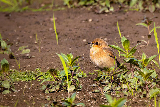 Northern wheatear (Oenanthe oenanthe)