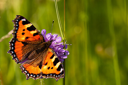 Small tortoiseshell (Aglais urticae)