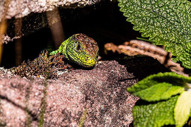 Zauneidechse (Lacerta agilis)