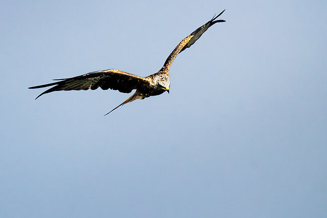 Red kite  (Milvus milvus)