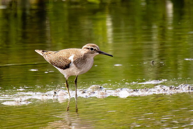 Common sandpiper (Actitis hypoleucos)