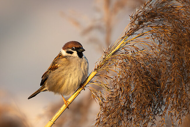 Eurasian tree sparrow (Passer montanus)