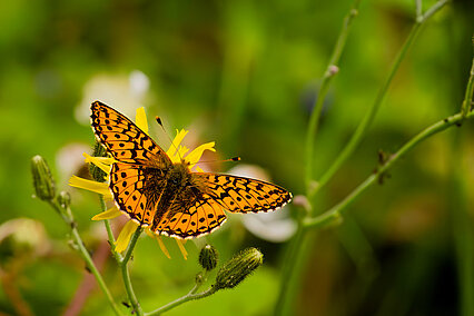 Cranberry fritillary (Boloria aquilonaris)