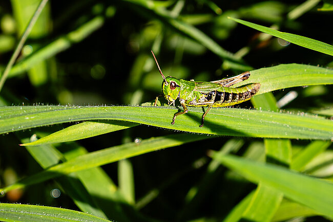 Meadow grasshopper (Pseudochorthippus parallelus)