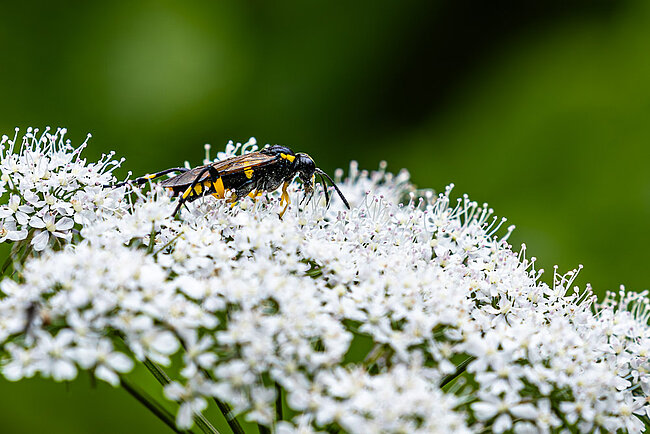 Macrophya montana