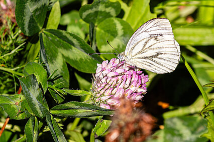 Green-veined white (Pieris napi)