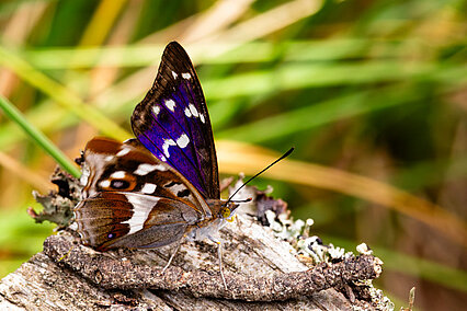 Purple emperor (Apatura iris)