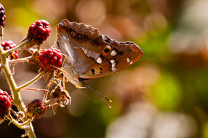 Lesser purple emperor (Apatura ilia)