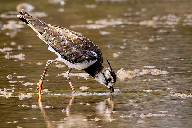Lapwing (Vanellus vanellus)