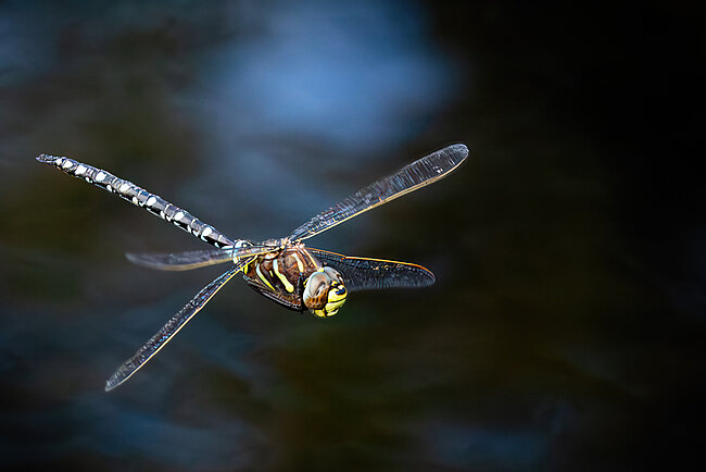 Torf-Mosaikjungfer (Aeshna juncea) im Flug