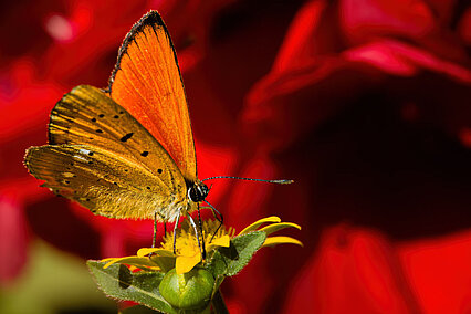 Scarce copper (Lycaena virgaureae)