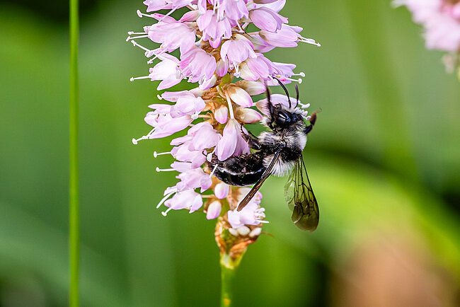 Ashy mining bee (Andrena cineraria)