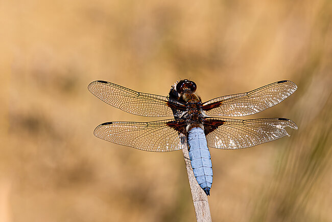 Männchen des Plattbauchs (Libellula depressa)