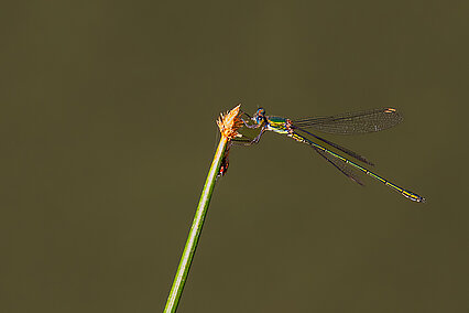 Westliche Weidenjungfer (Chalcolestes viridis)