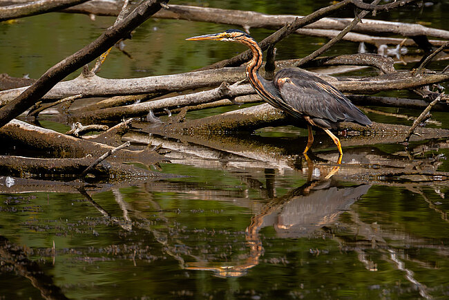 Purple heron (Ardea purpurea)