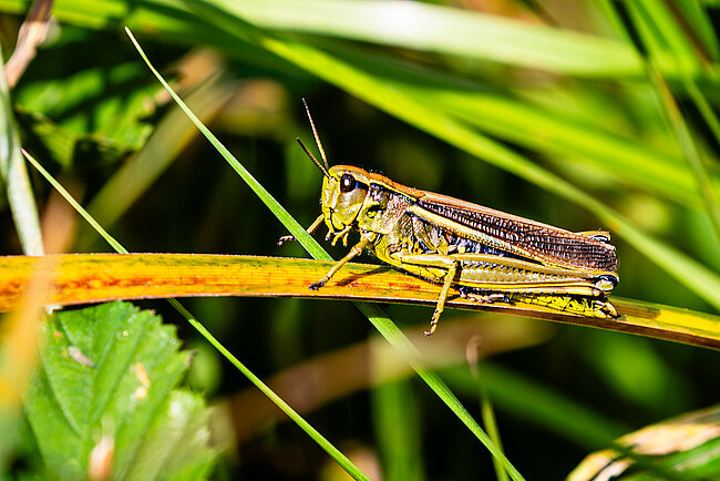 Large marsh grasshopper (Stethophyma grossum)