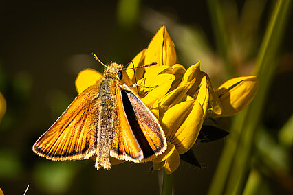 Essex skipper (Thymelicus sylvestris)