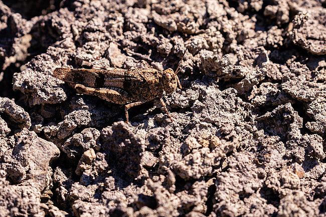 Blue-winged grasshopper (Oedipoda caerulescens)