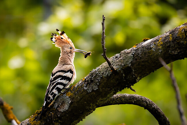 Eurasian hoopoe (Upupa epops)