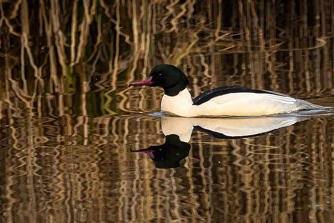 Common merganser (Mergus merganser)